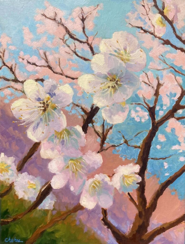 Cherry blossoms