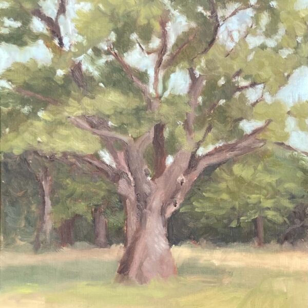 Plein air oil painting of a large ancient tree with textured bark and spreading branches in Sudley Fields Liverpool
